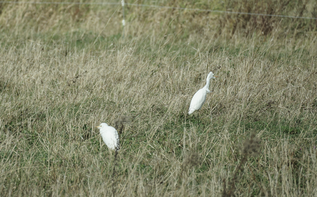 Western Cattle-Egret - ML645006355