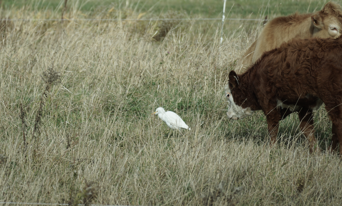 Western Cattle-Egret - ML645006356
