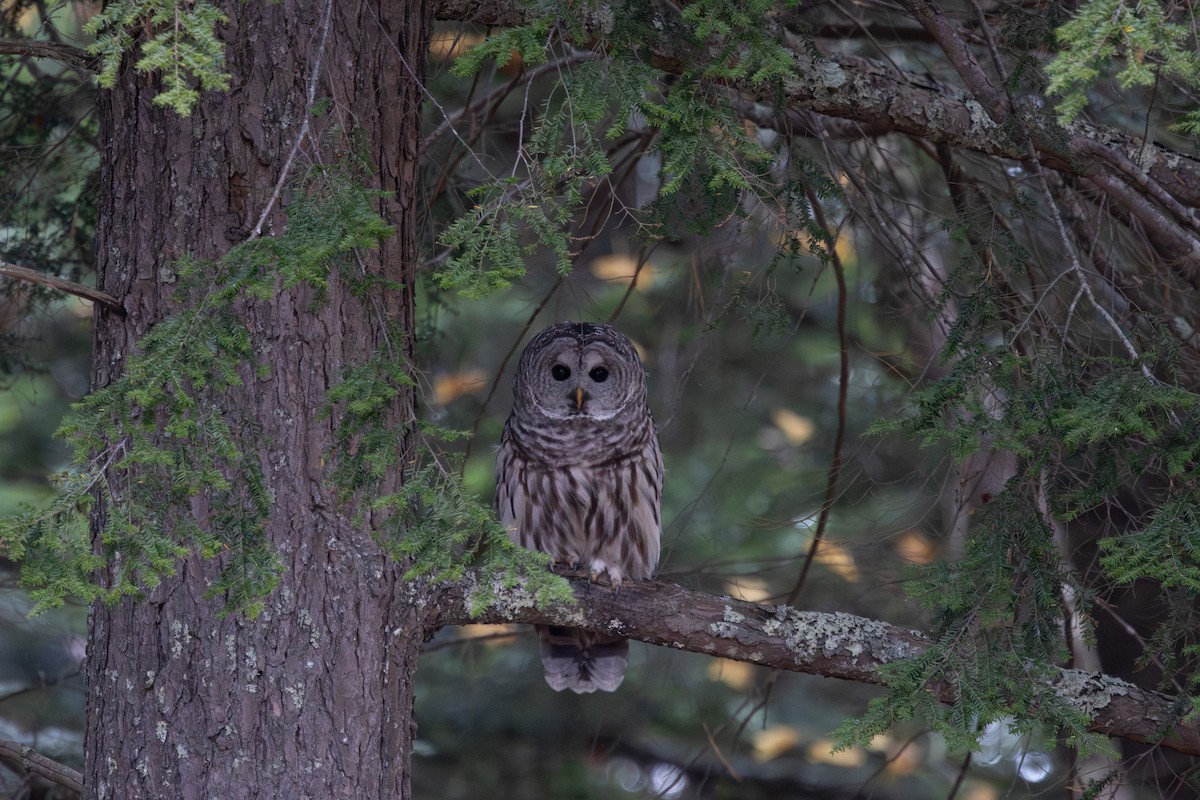 Barred Owl - ML645006370