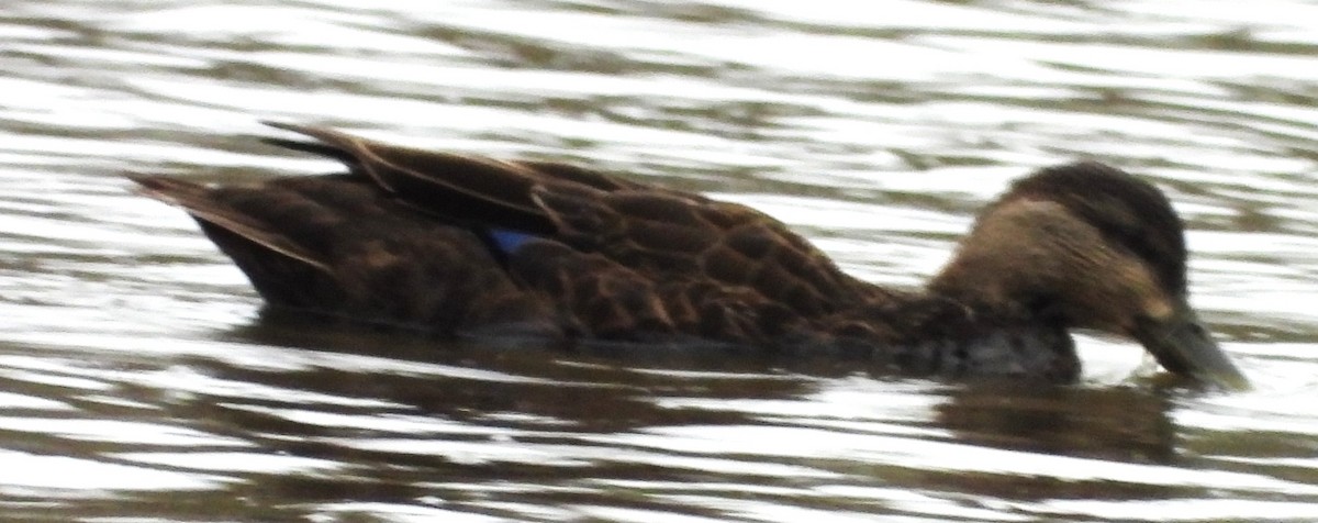 Ahate iluna - ML645006372