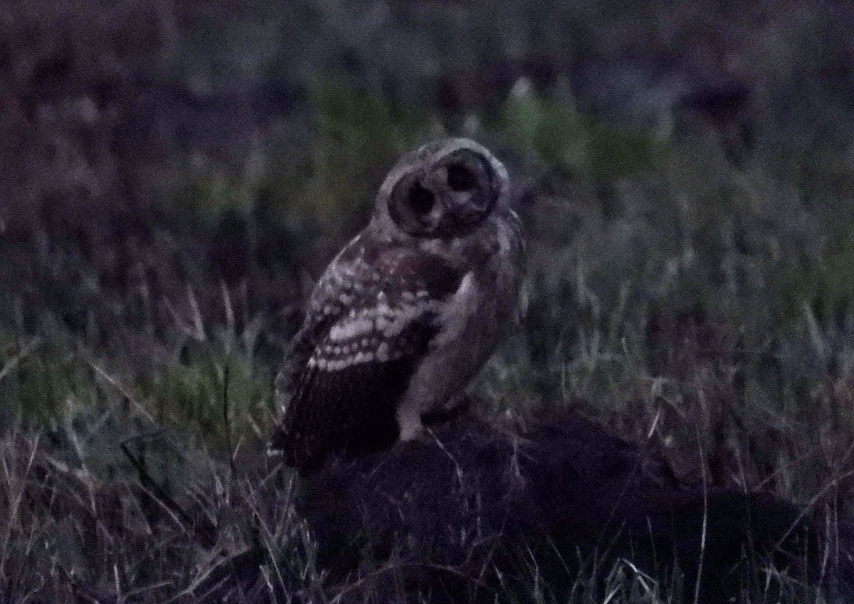 Marsh Owl - ML645006408