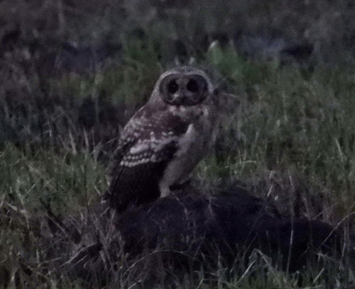 Marsh Owl - ML645006409
