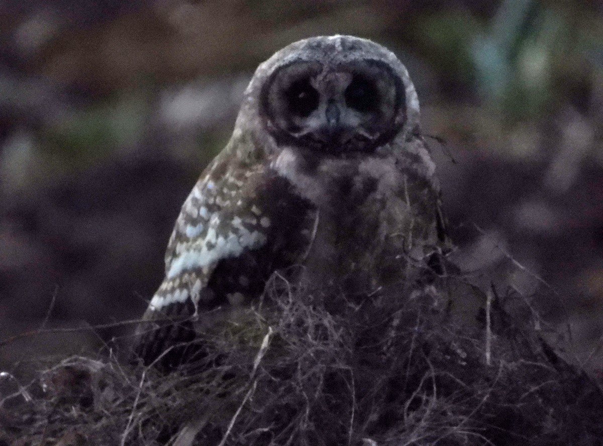 Marsh Owl - ML645006410