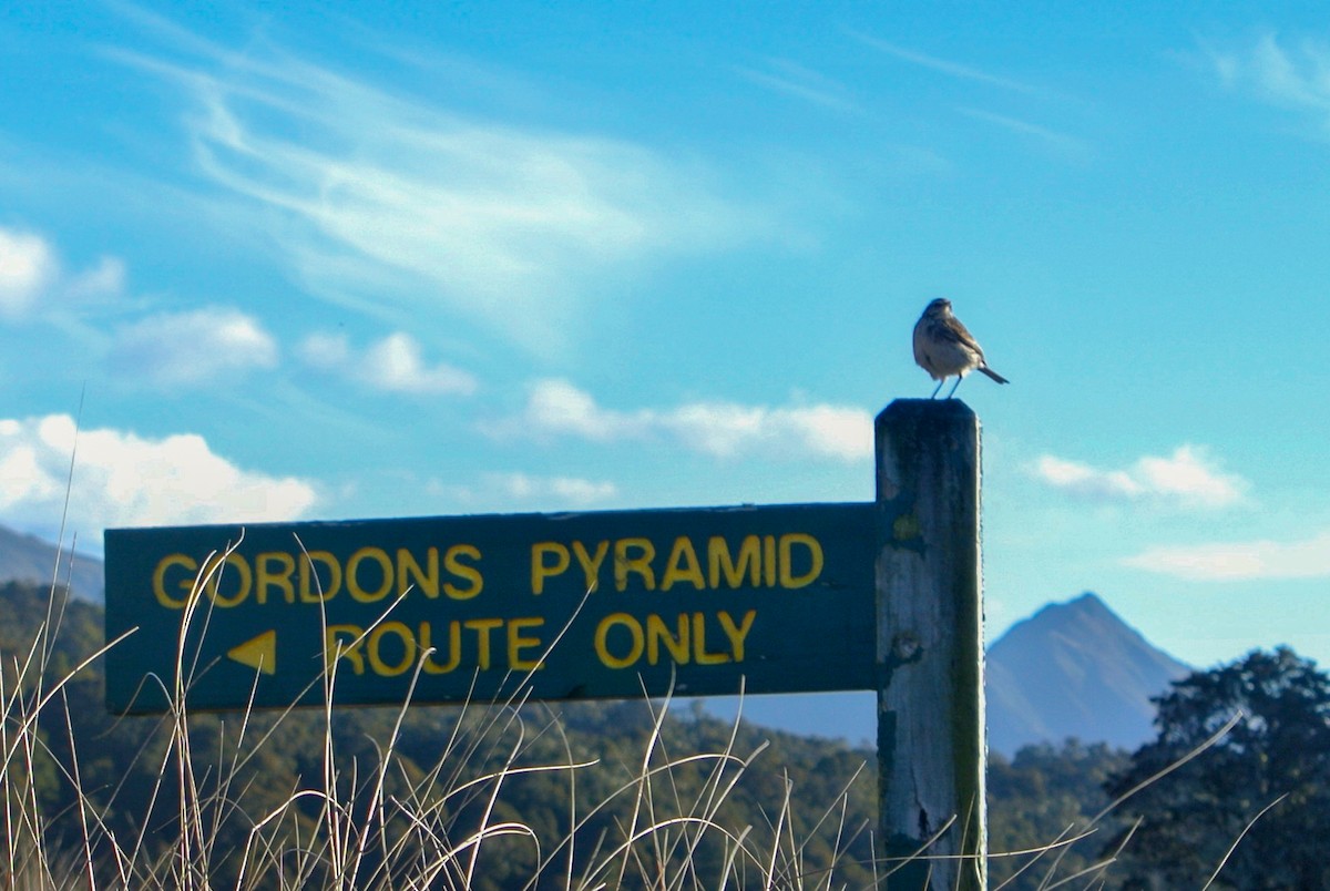New Zealand Pipit - ML645006412