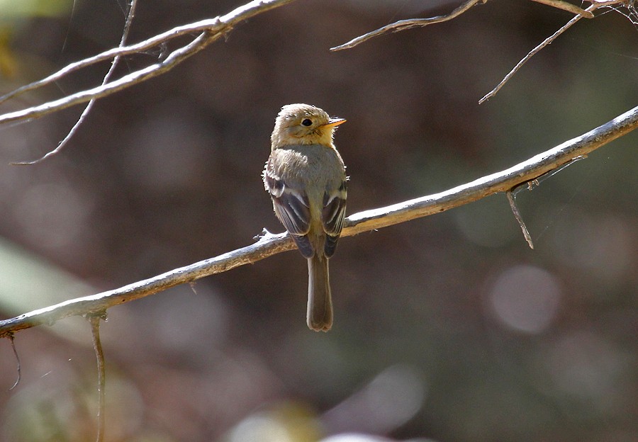 Buff-breasted Flycatcher - ML645006417