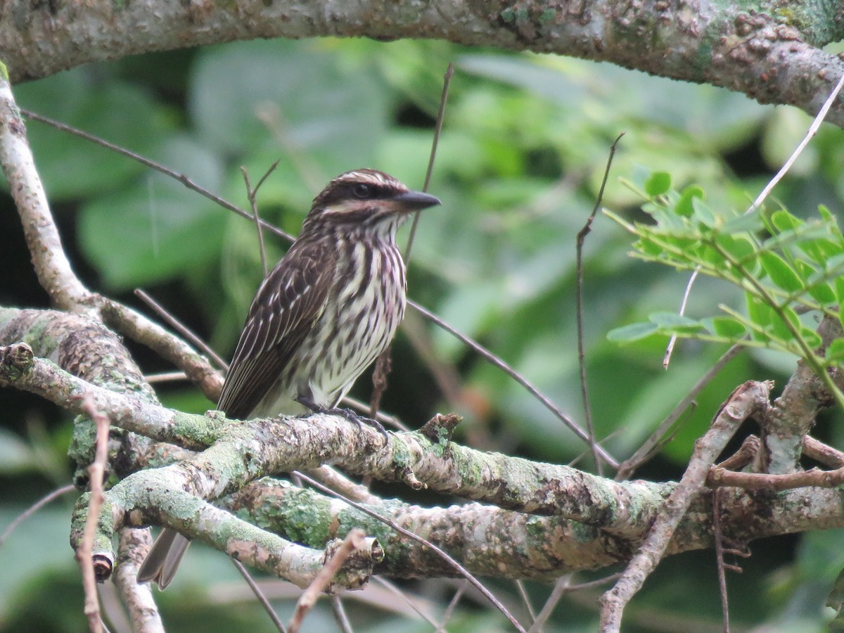 Streaked Flycatcher - ML645006429