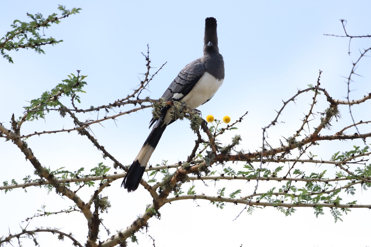 White-bellied Go-away-bird - ML645006435