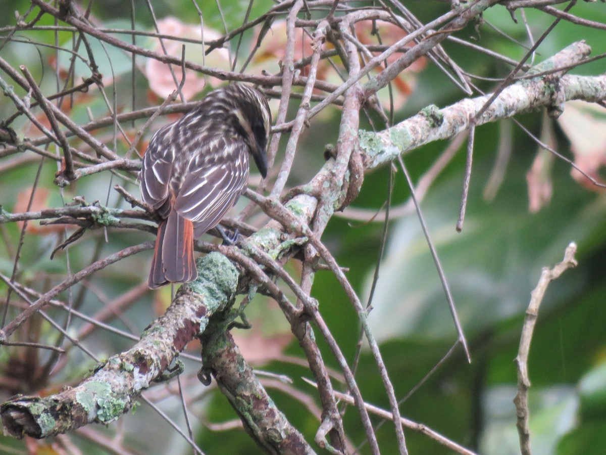 Streaked Flycatcher - ML645006439