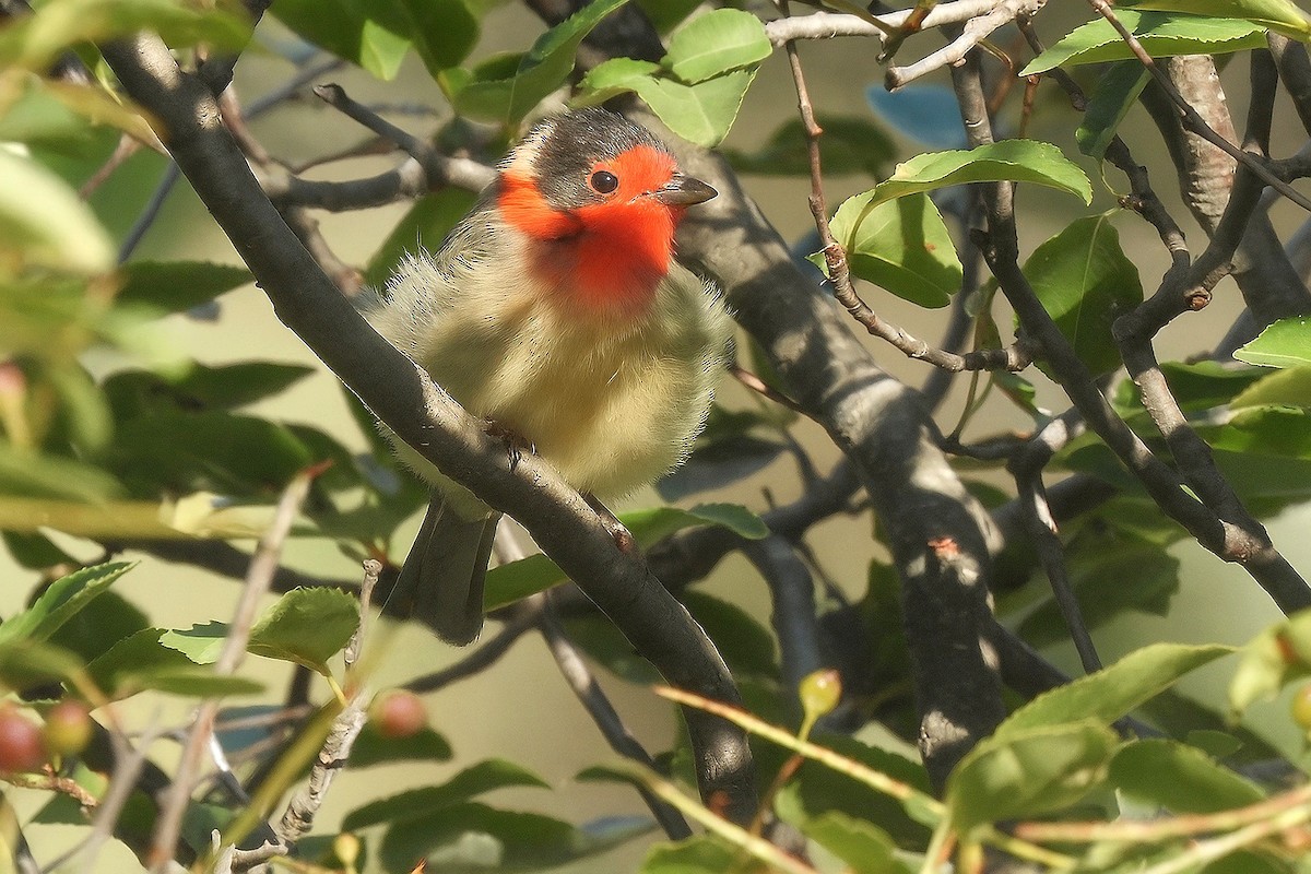 Reinita Carirroja - ML645006443