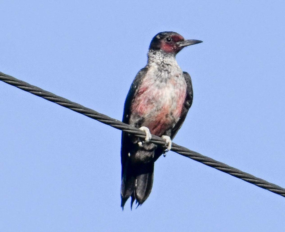 Lewis's Woodpecker - ML645006450