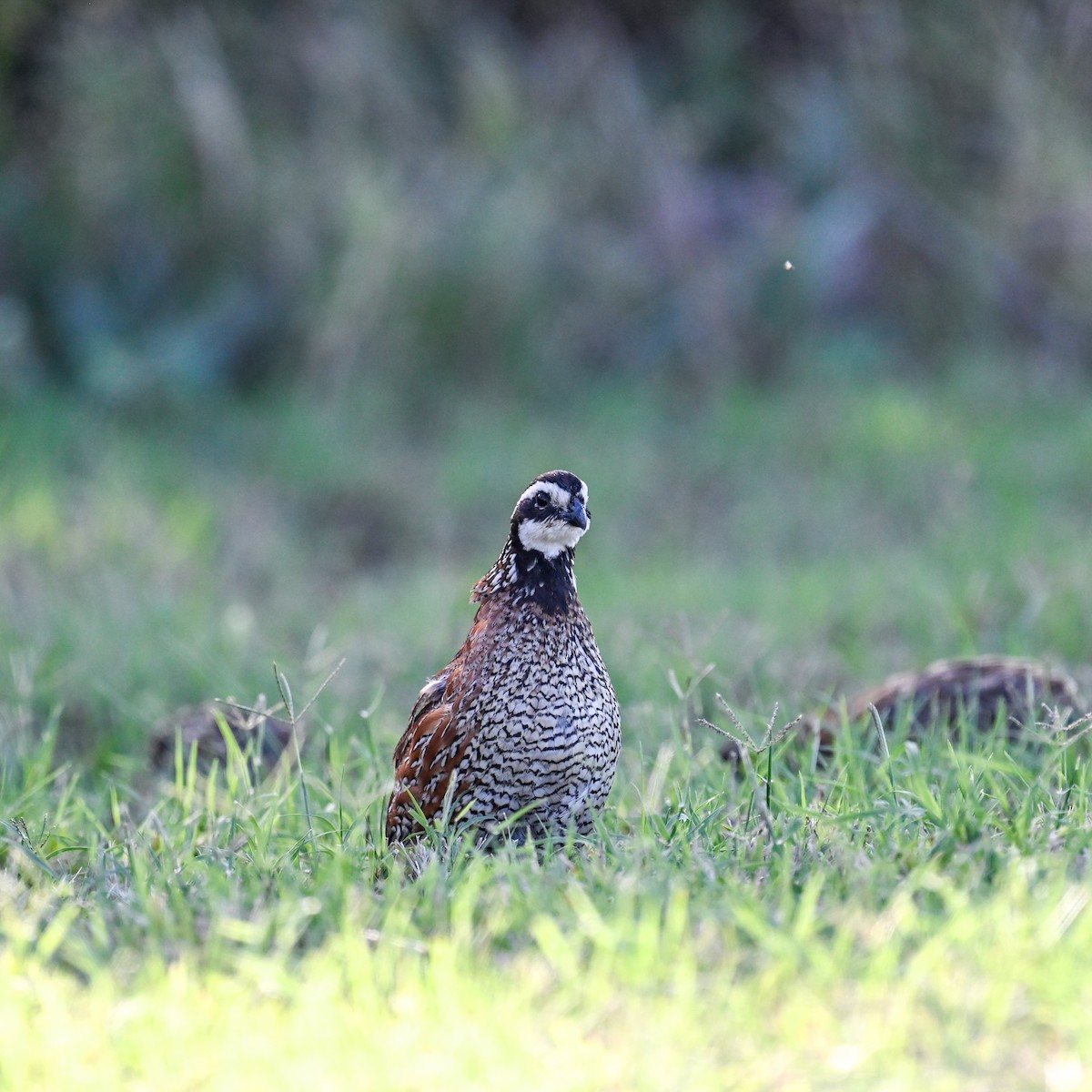 Colino della Virginia - ML645006452