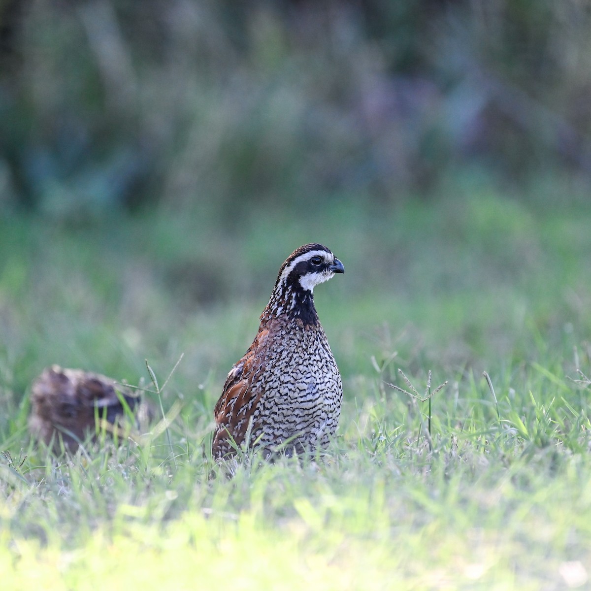 Colino della Virginia - ML645006453