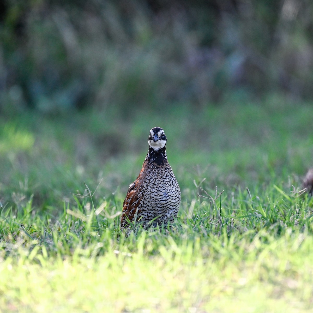 Colino della Virginia - ML645006454