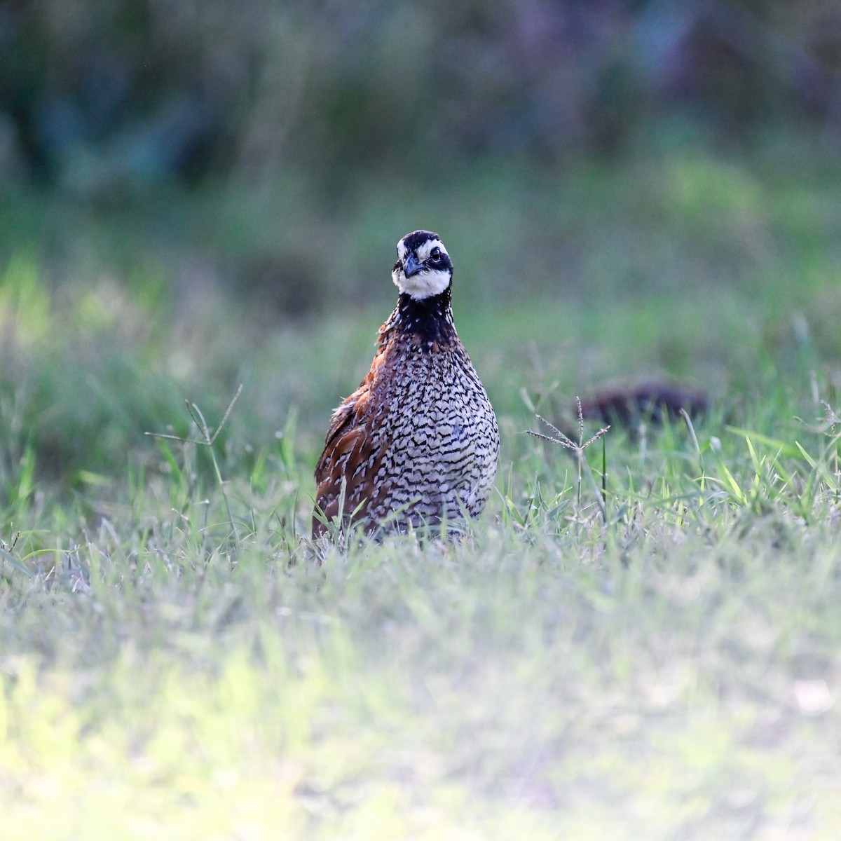 Colino della Virginia - ML645006455