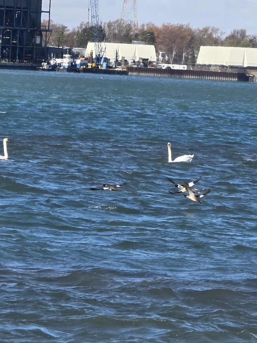 Cisne Vulgar - ML645006458