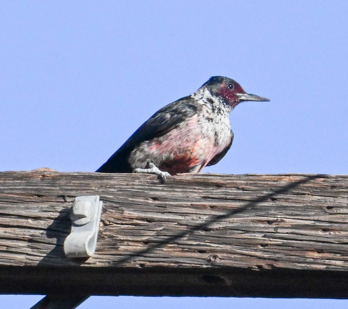 Lewis's Woodpecker - ML645006463