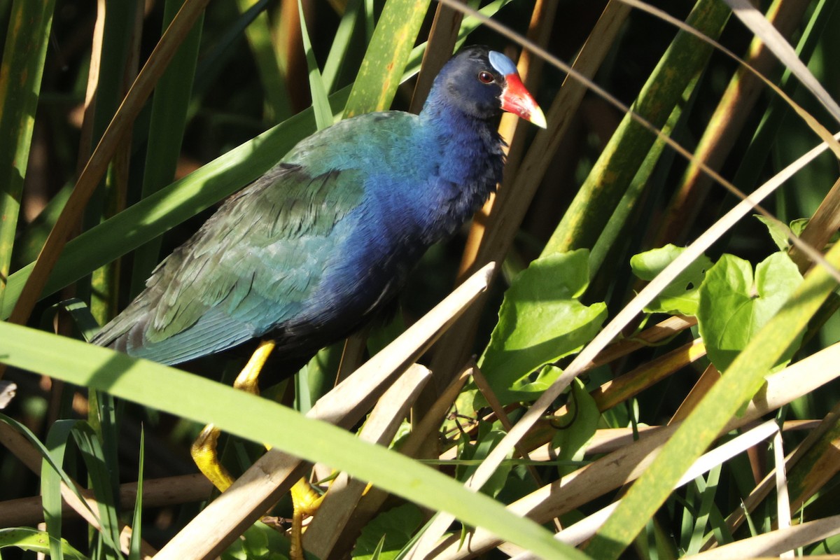 Purple Gallinule - ML645006467