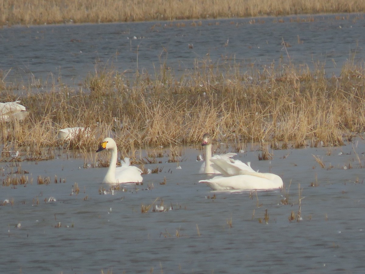 Cisne Chico - ML645006469