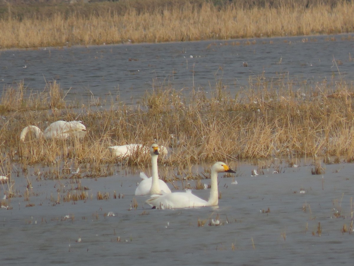 コハクチョウ - ML645006470