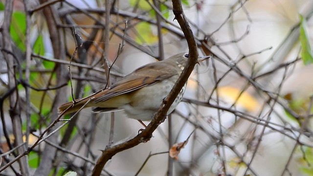 Zorzalito Colirrufo - ML645006472