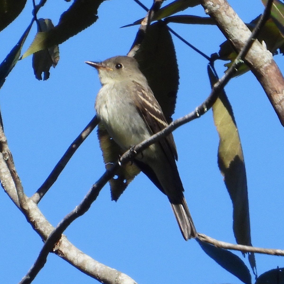 Pibí Oriental - ML645006473