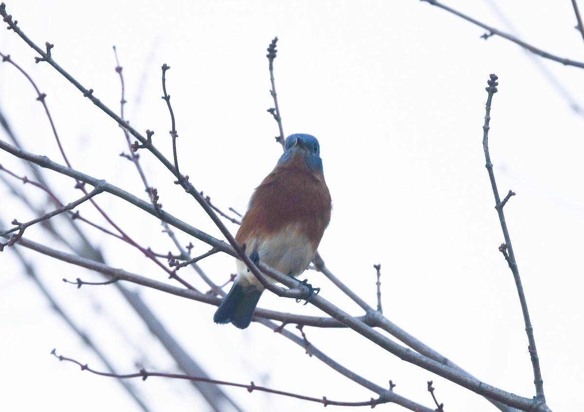 Azulejo Oriental - ML645006474