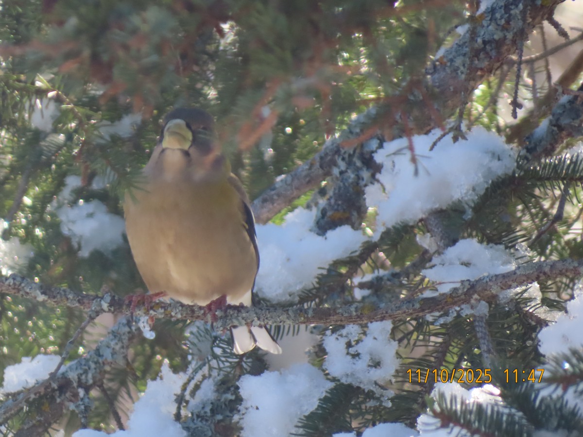 Evening Grosbeak - ML645006475