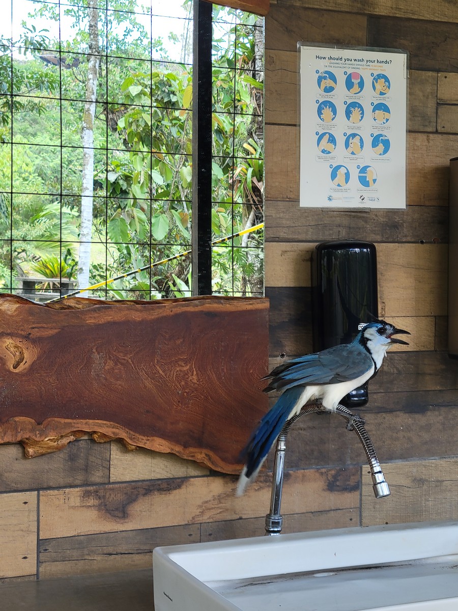 Urraca Hermosa Cariblanca - ML645006477