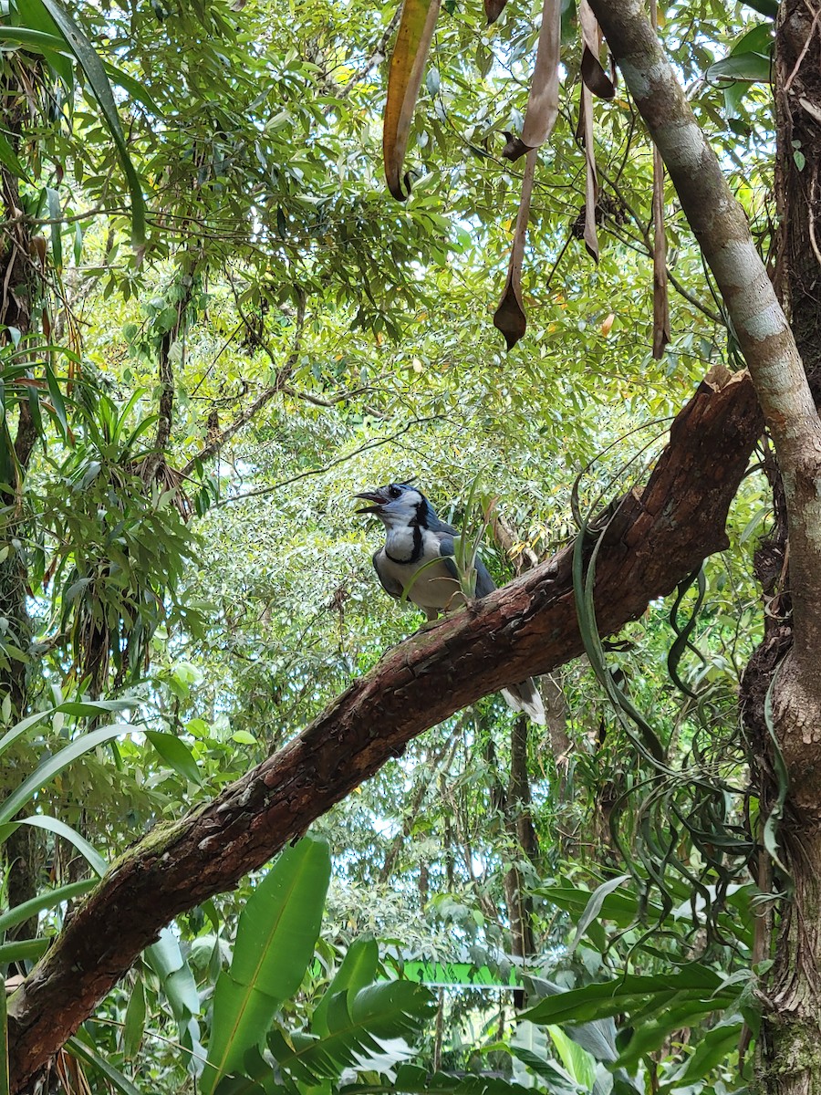 Urraca Hermosa Cariblanca - ML645006478