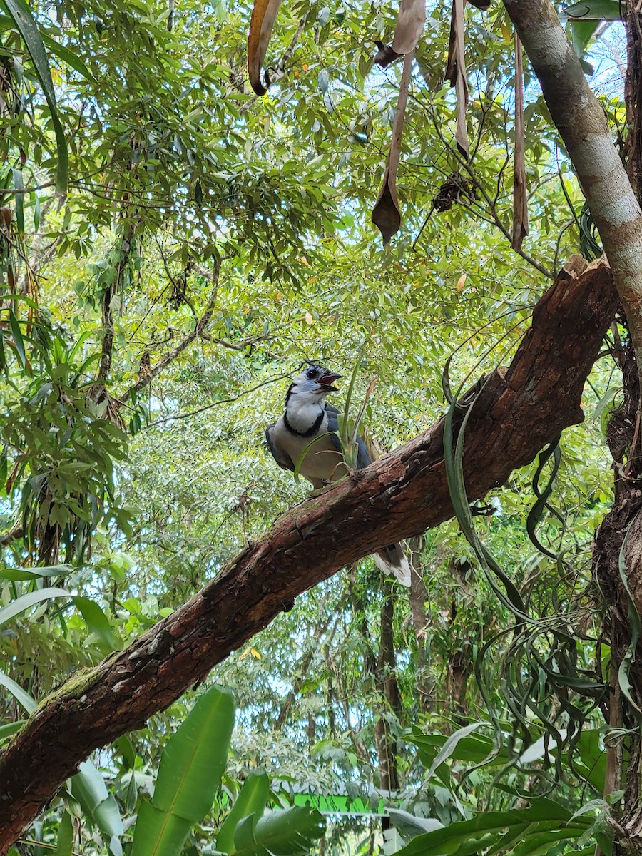 Urraca Hermosa Cariblanca - ML645006479