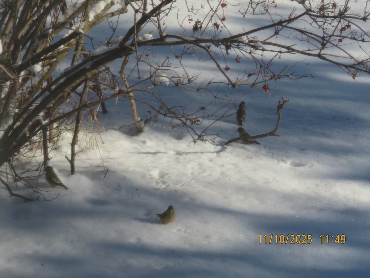 Evening Grosbeak - ML645006482