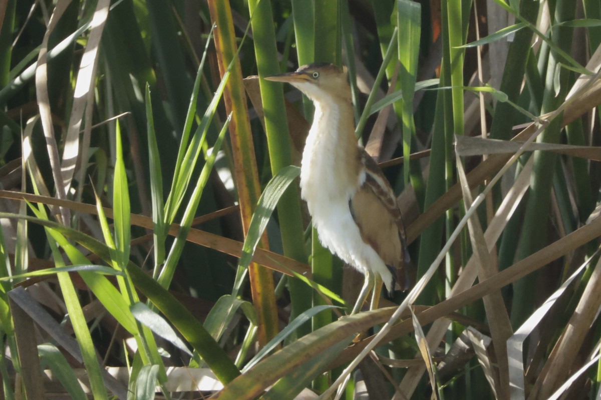 Avetorillo Americano - ML645006484