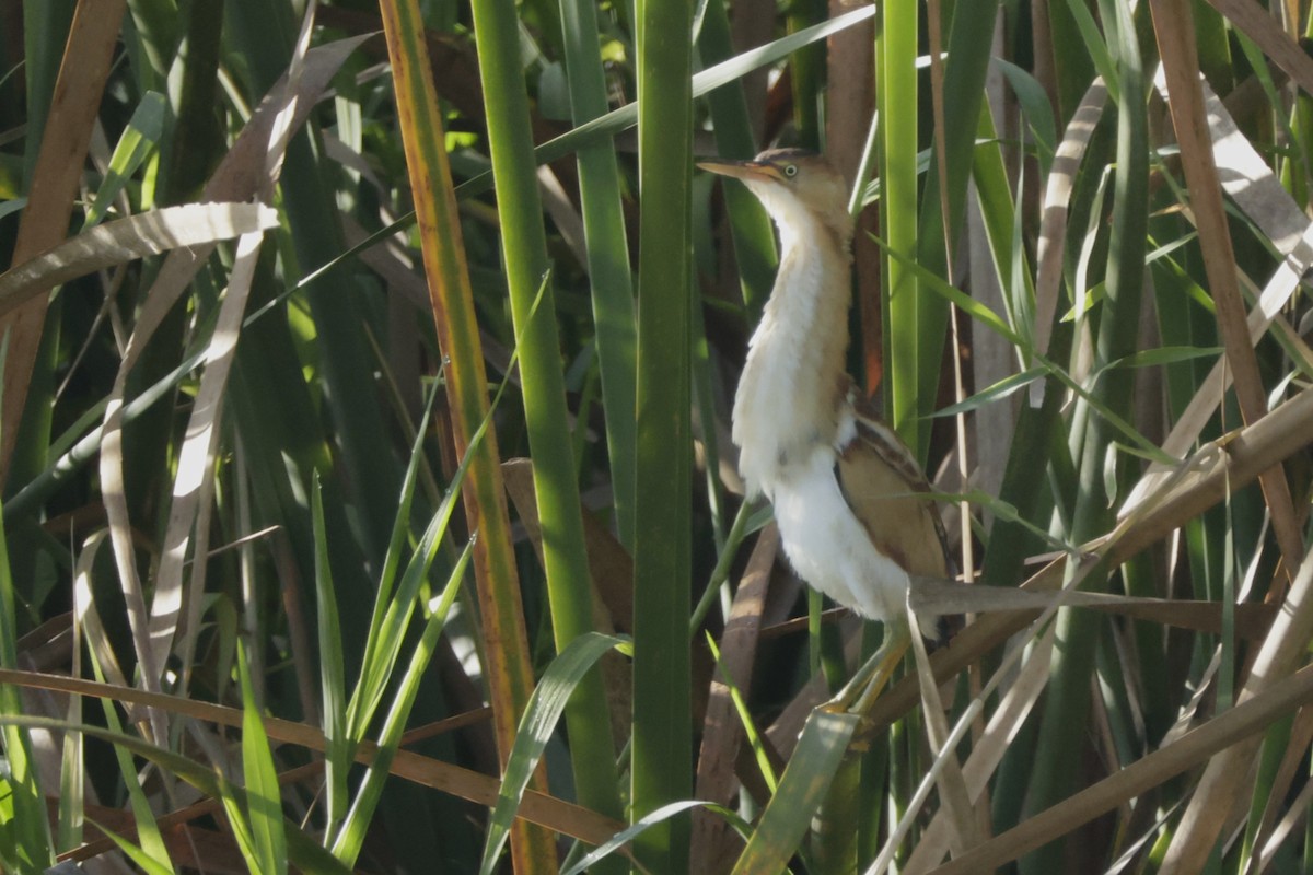 Avetorillo Americano - ML645006485