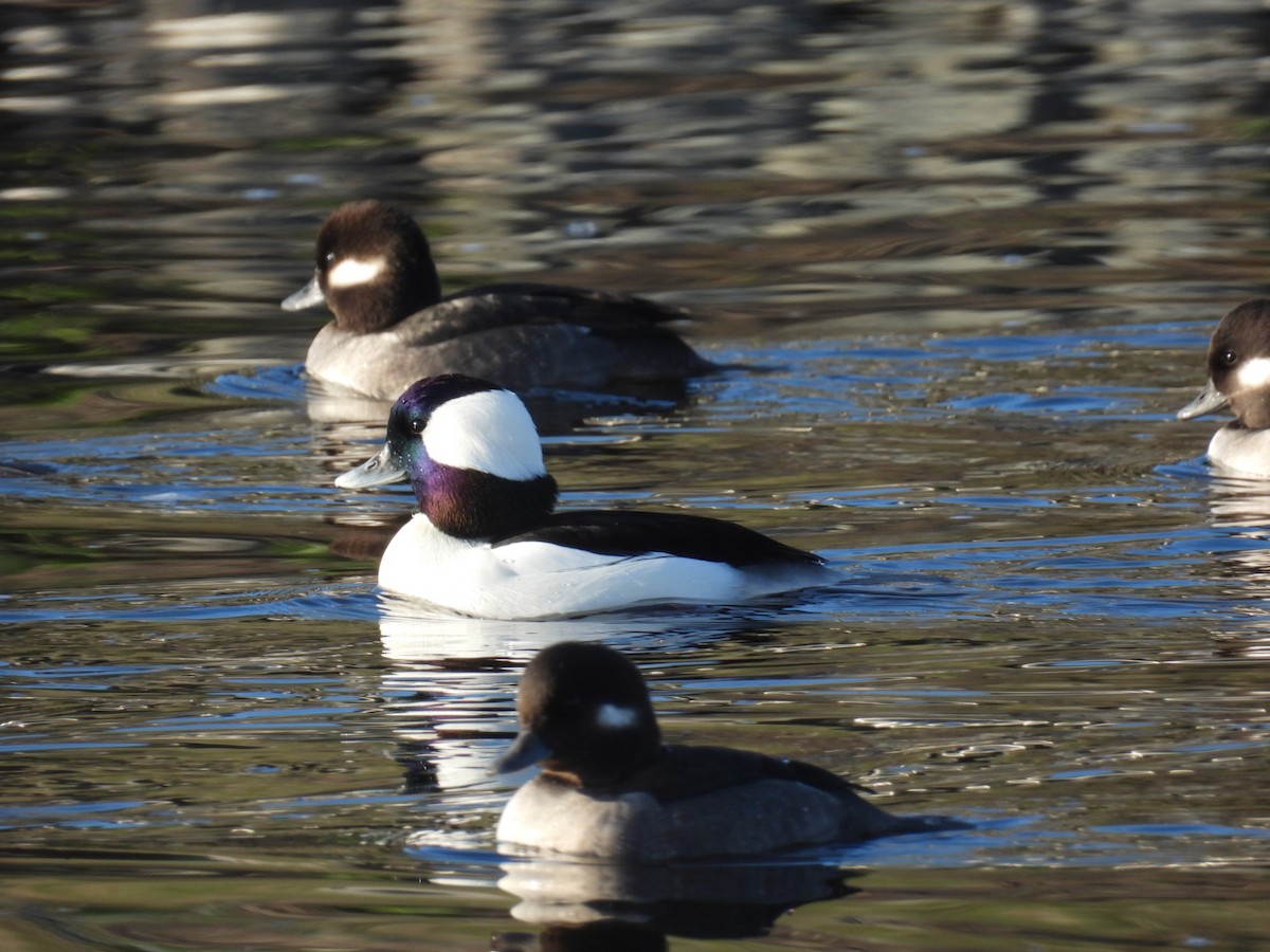 Porrón Albeola - ML645006486