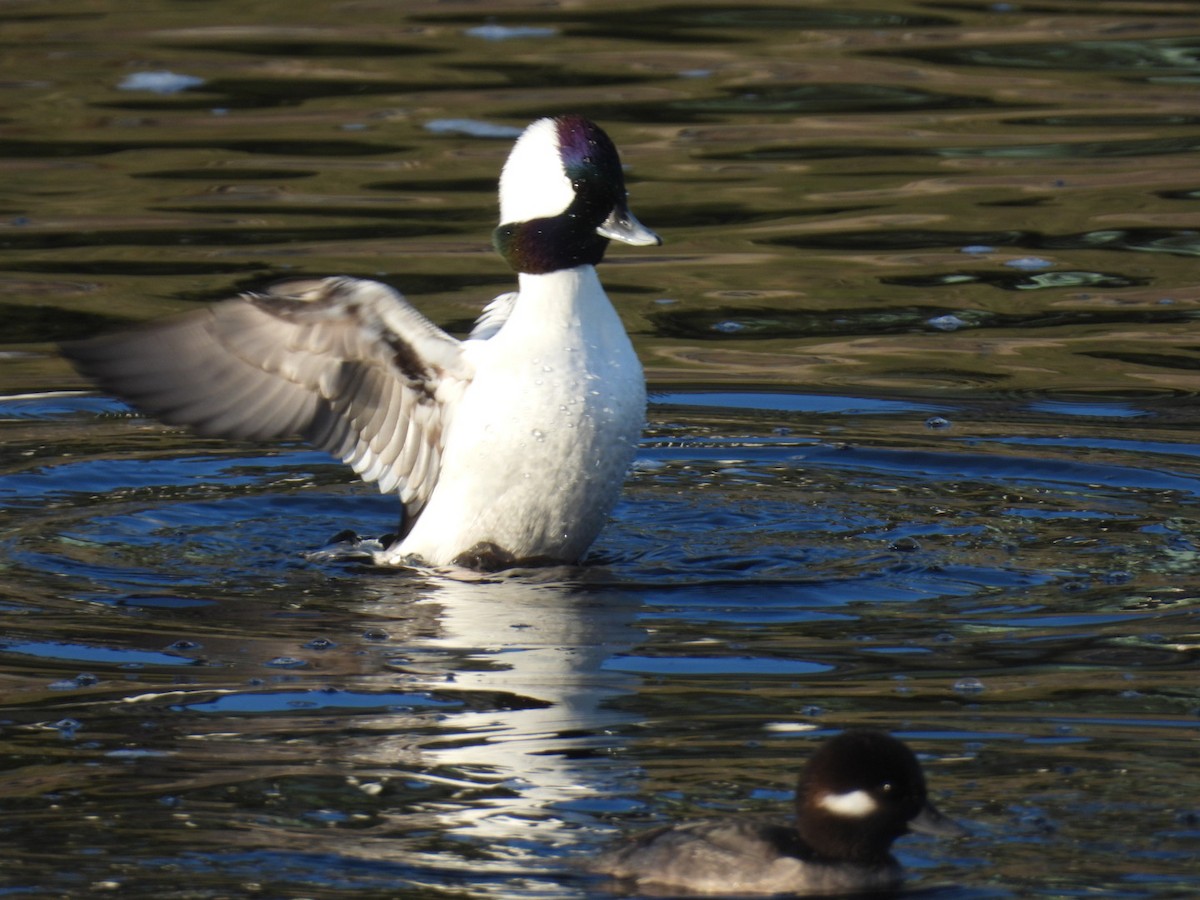 Porrón Albeola - ML645006487