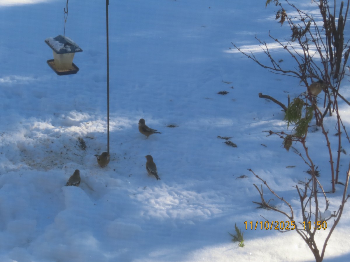 Evening Grosbeak - ML645006491