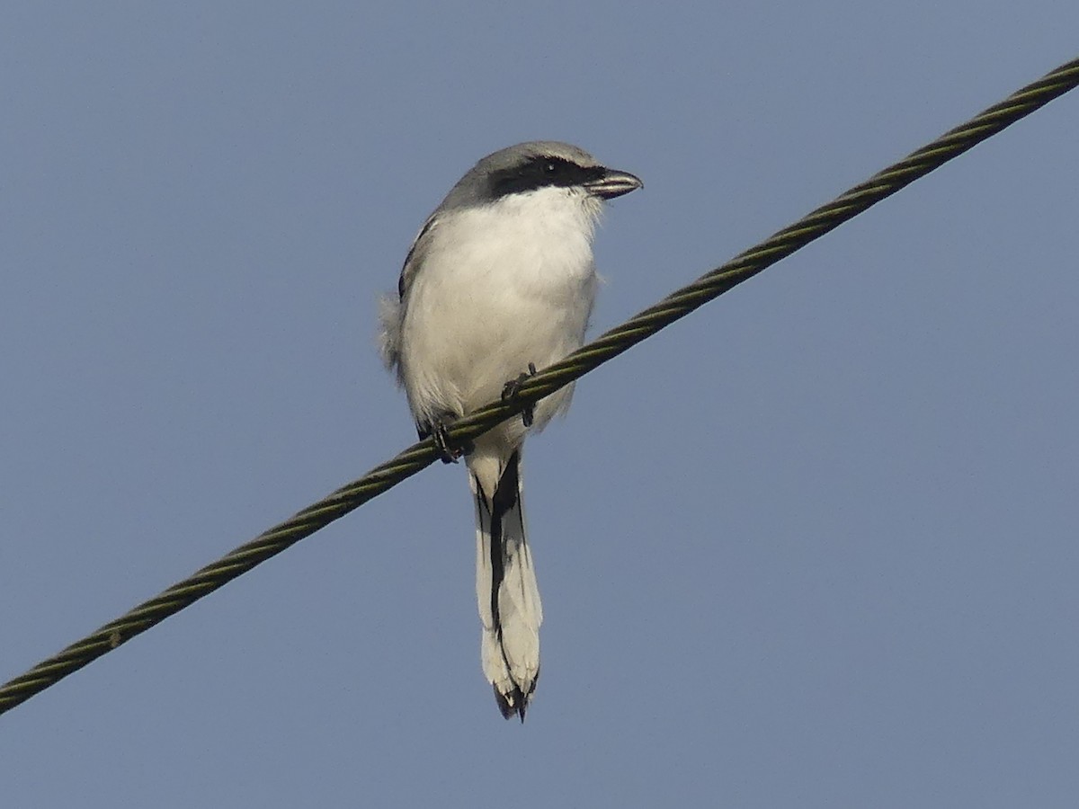 Alcaudón Americano - ML645006493