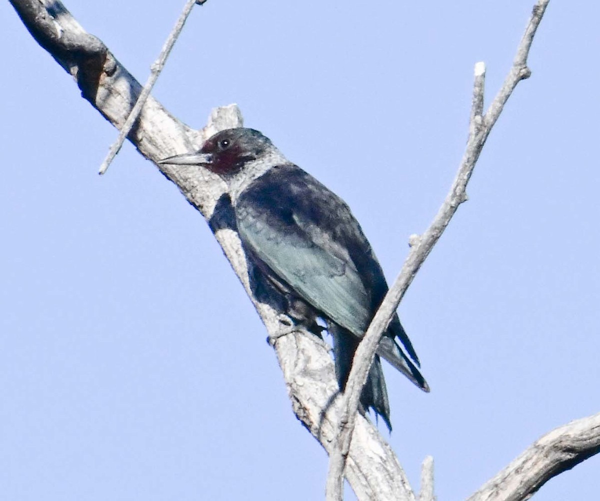 Lewis's Woodpecker - ML645006494