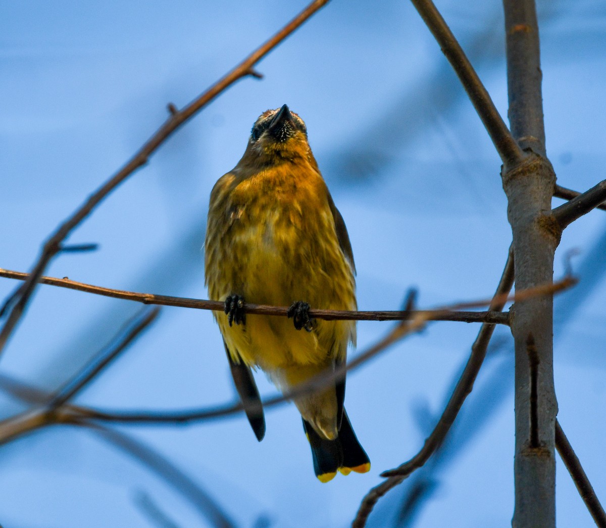 Ampelis Americano - ML645006495