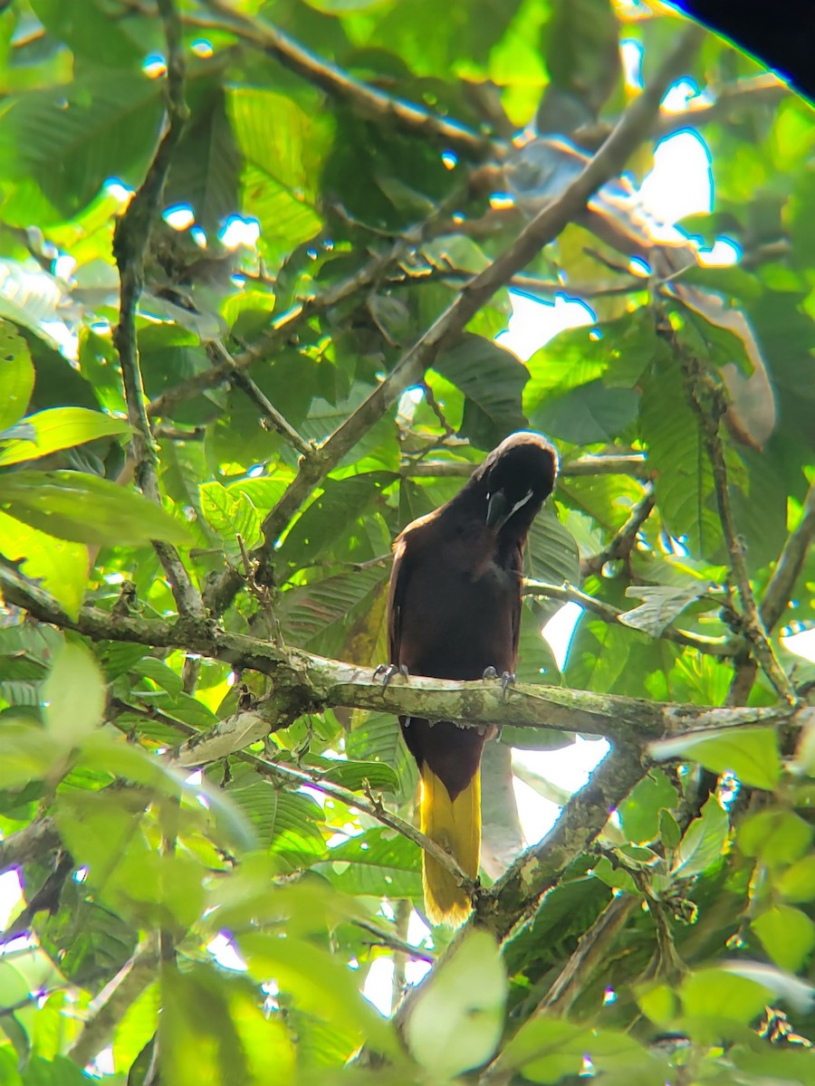 Cacique de Moctezuma - ML645006496