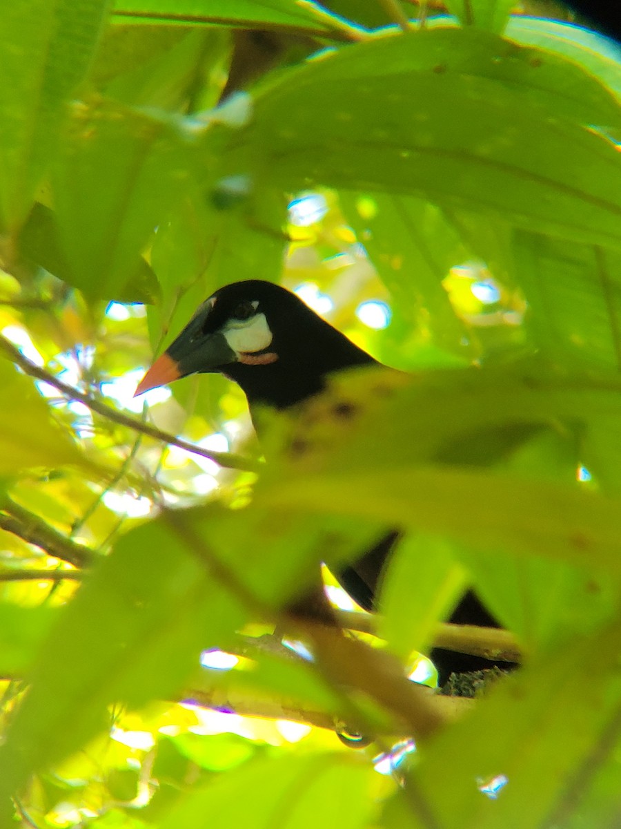 Cacique de Moctezuma - ML645006497