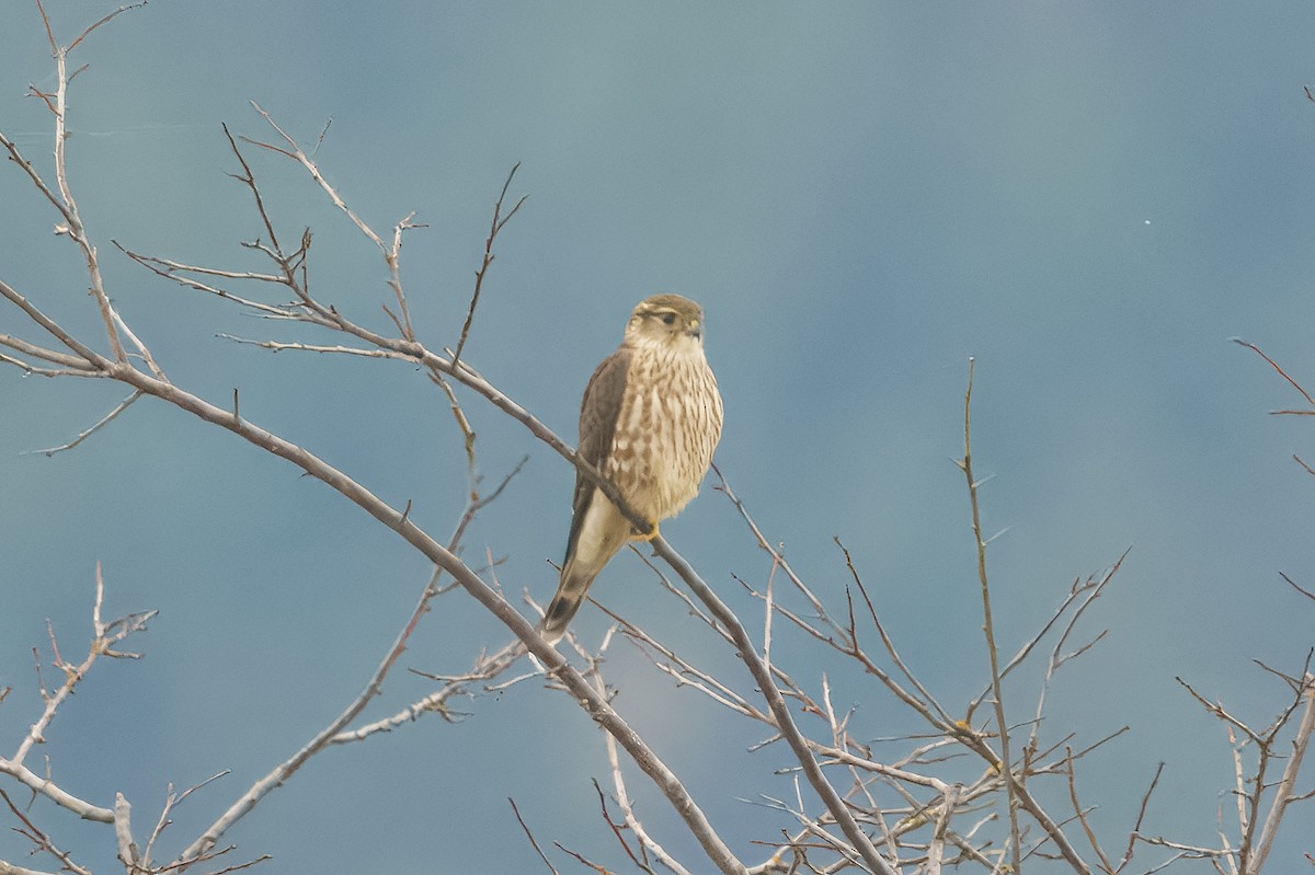 Esmerejón - ML645006499