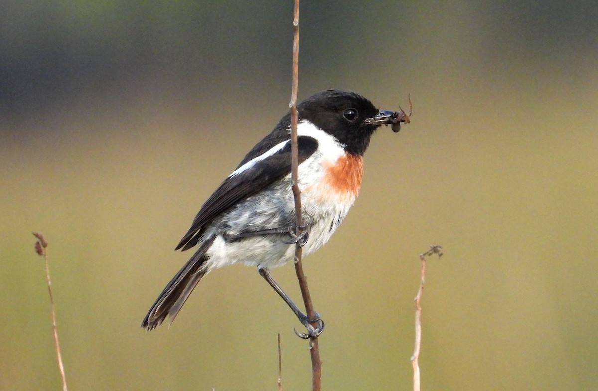 Tarabilla Africana - ML645006502