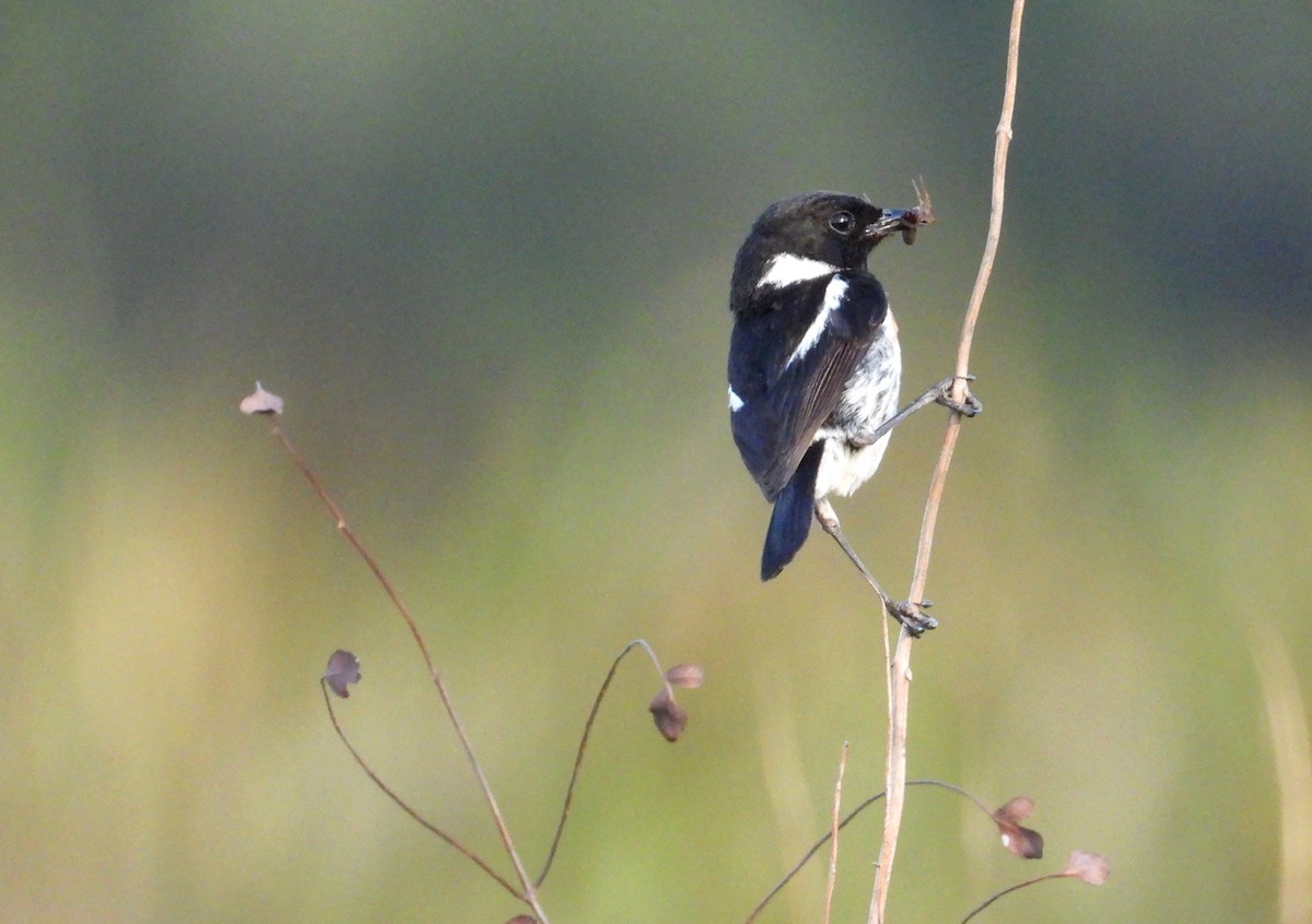 Tarabilla Africana - ML645006503