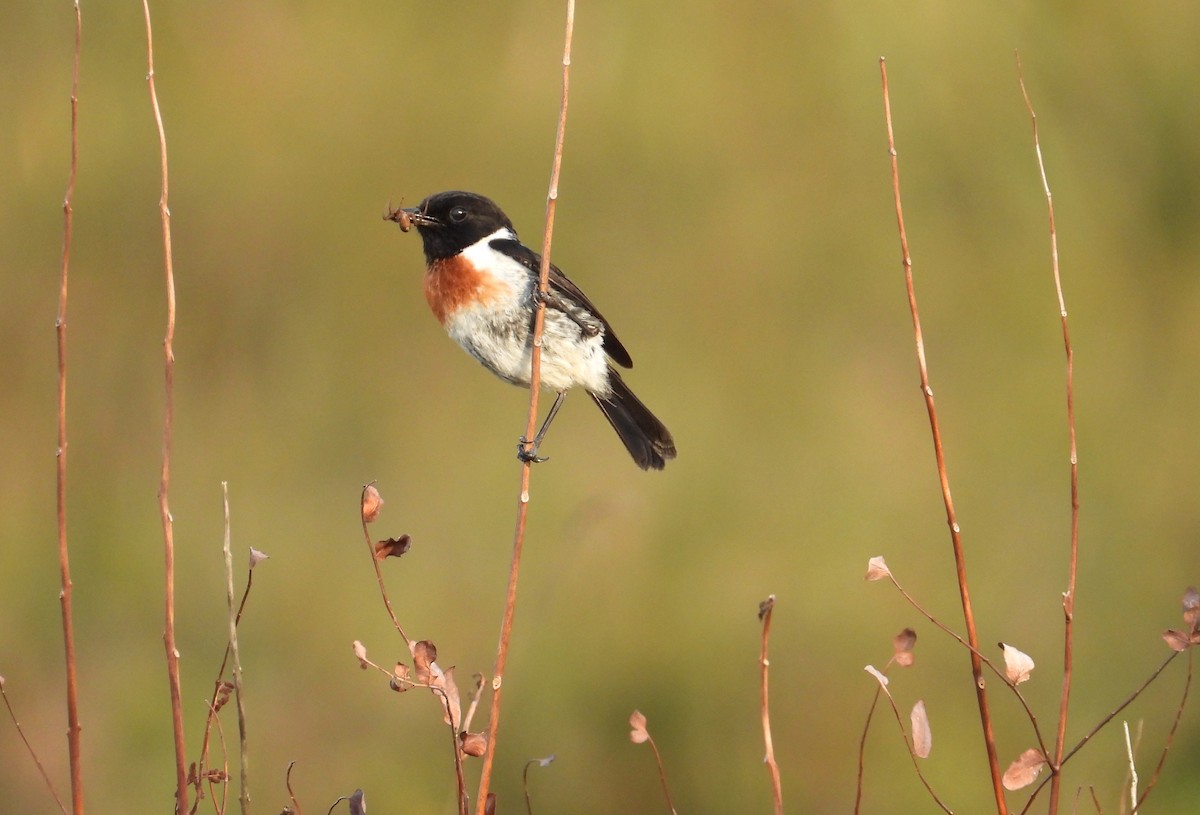 Tarabilla Africana - ML645006504