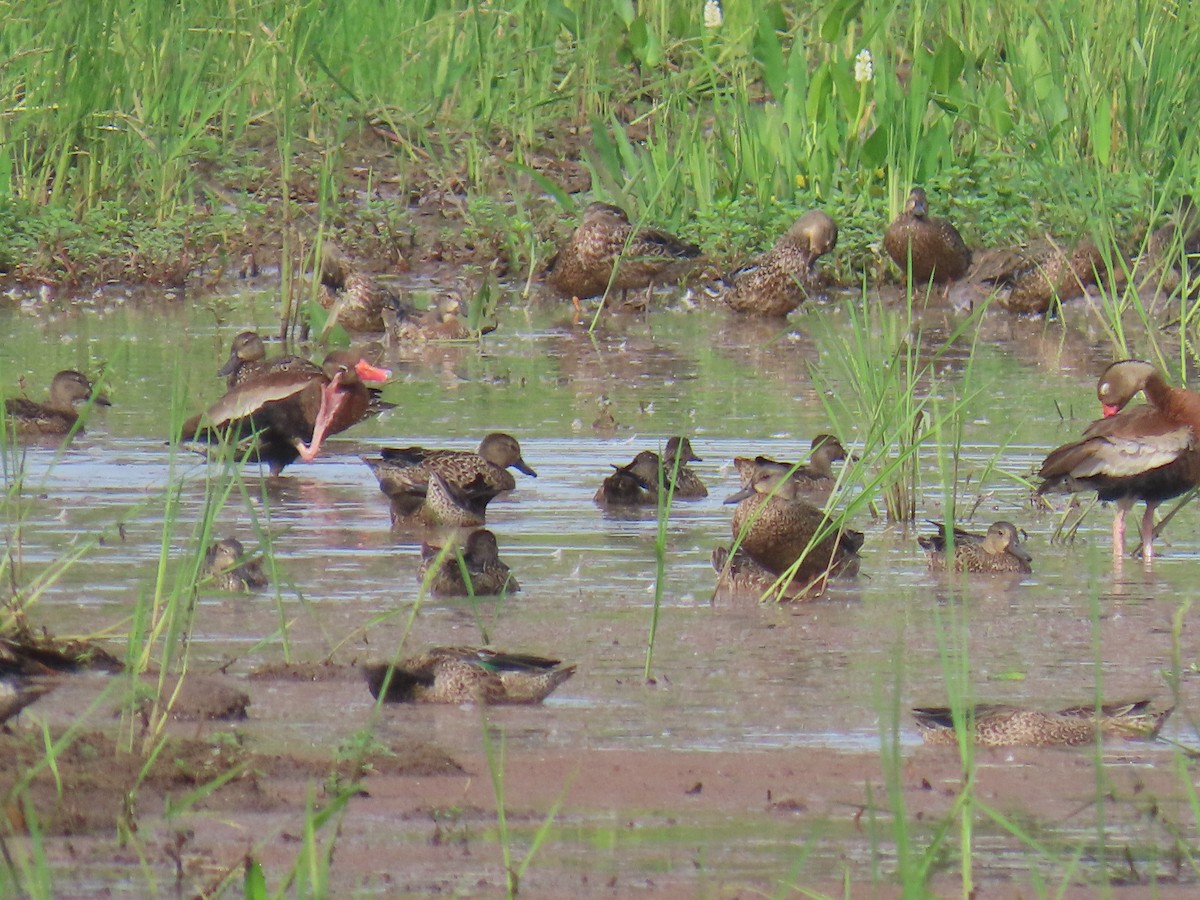 Cerceta Aliazul - ML645006509