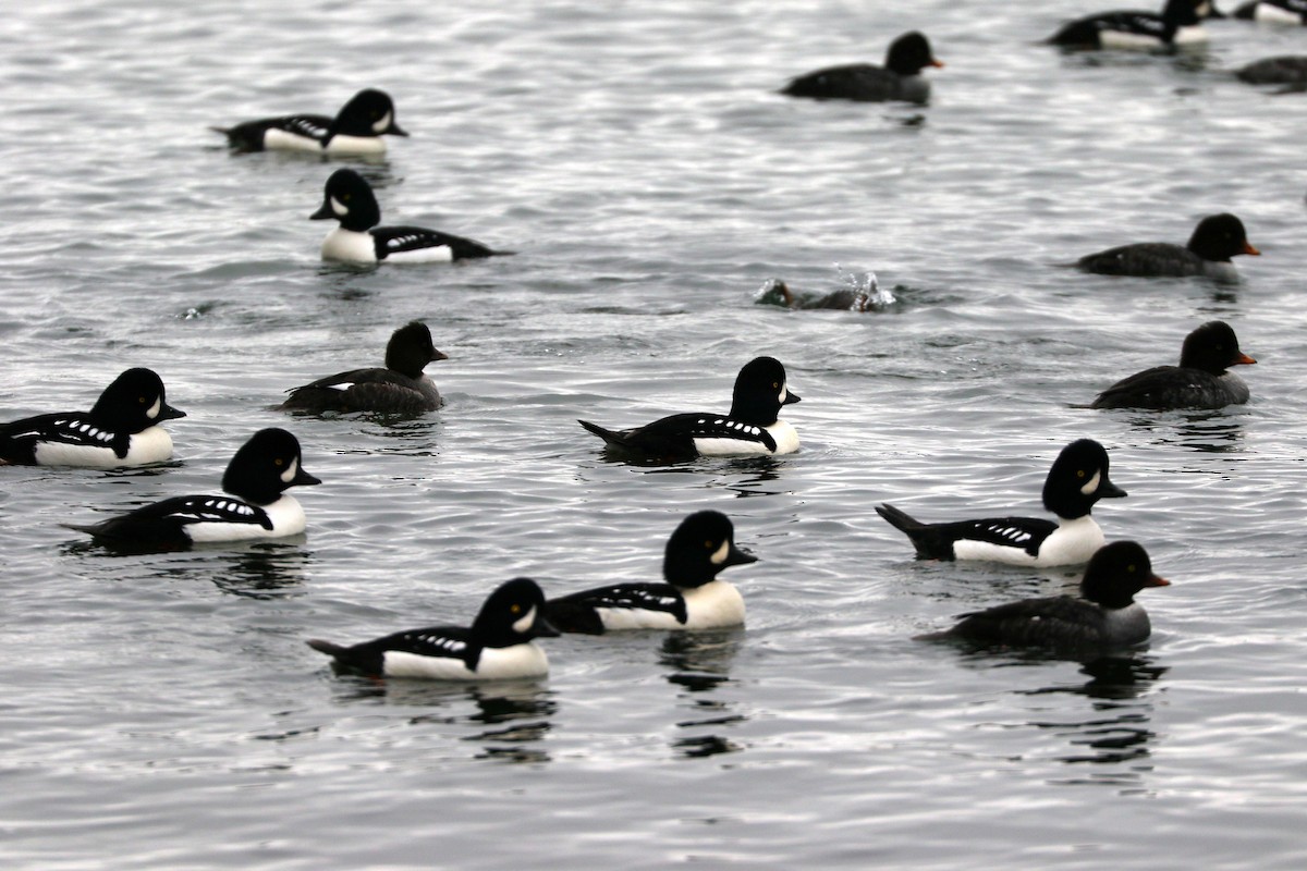 Porrón Islándico - ML645006510