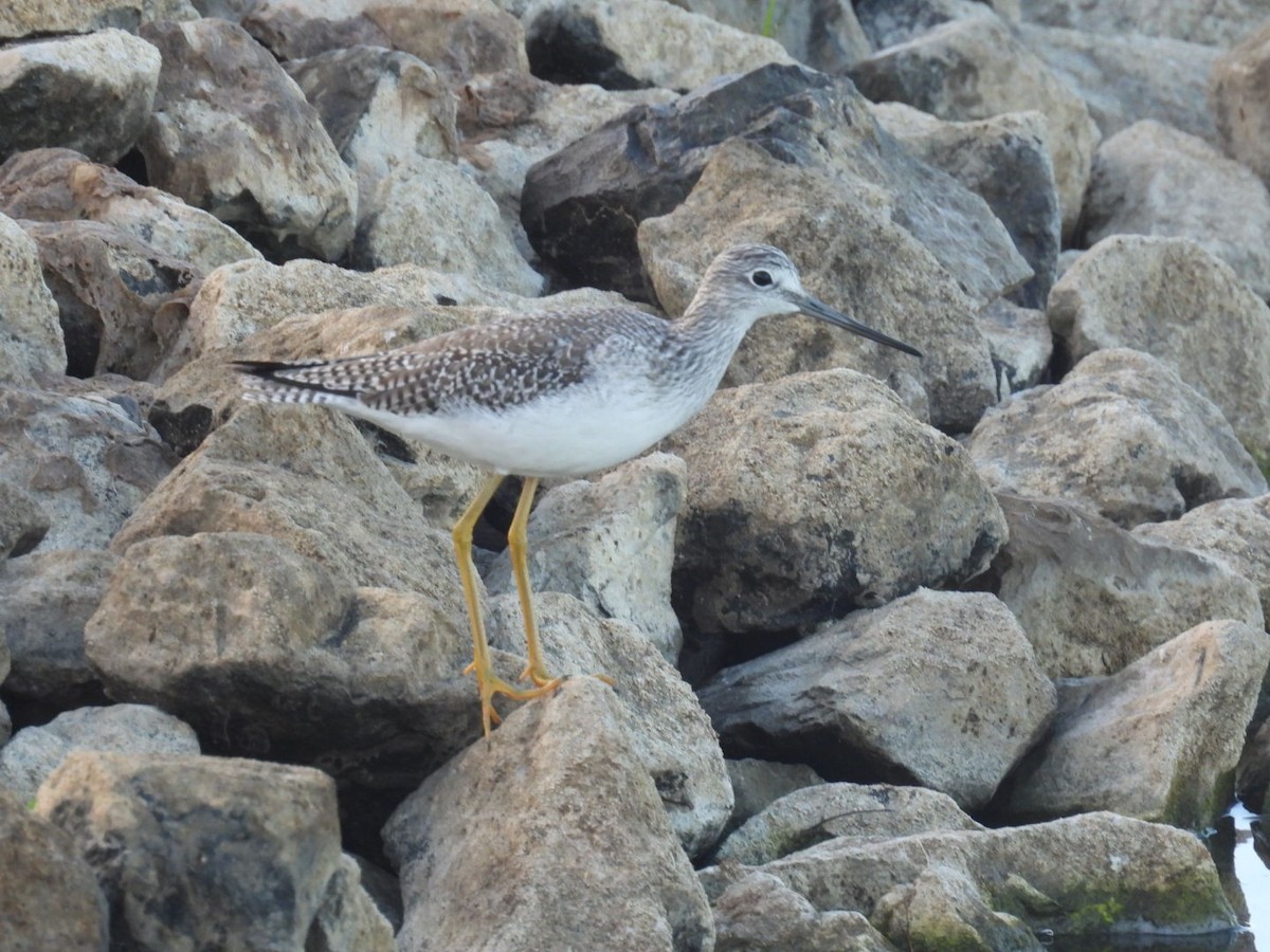 Archibebe Patigualdo Grande - ML645006511