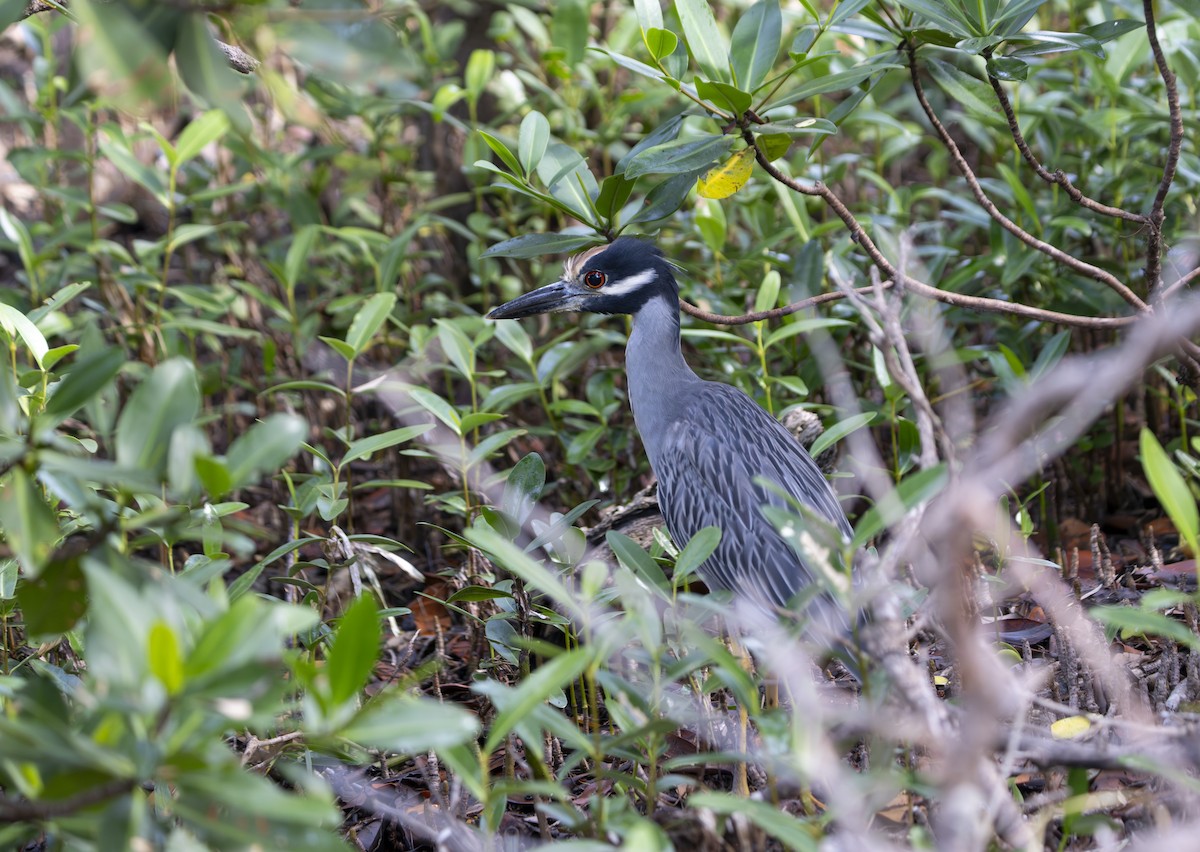 Martinete Coronado - ML645006512