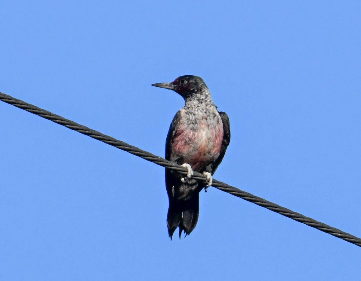 Lewis's Woodpecker - ML645006515